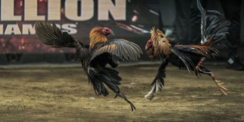 Đá gà online trực tiếp và đa dạng trận chiến 